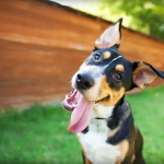 Dog Poop Pickup in Livonia, Michigan