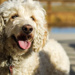 Dog Poop Pickup in Livonia, Michigan