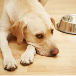 Dog Poop Pickup in Livonia, Michigan