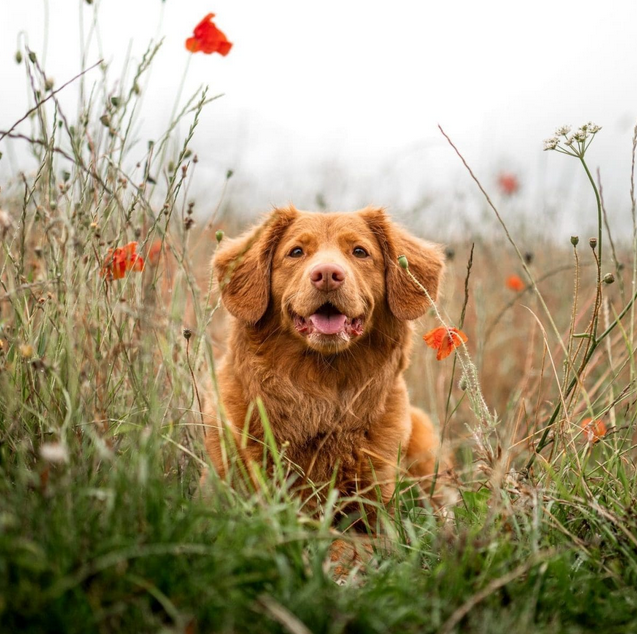 Dog Poop Pickup in Livonia, Michigan