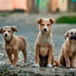 Dog Poop Pickup in Livonia, Michigan