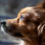 Dog Poop Pickup in Livonia, Michigan