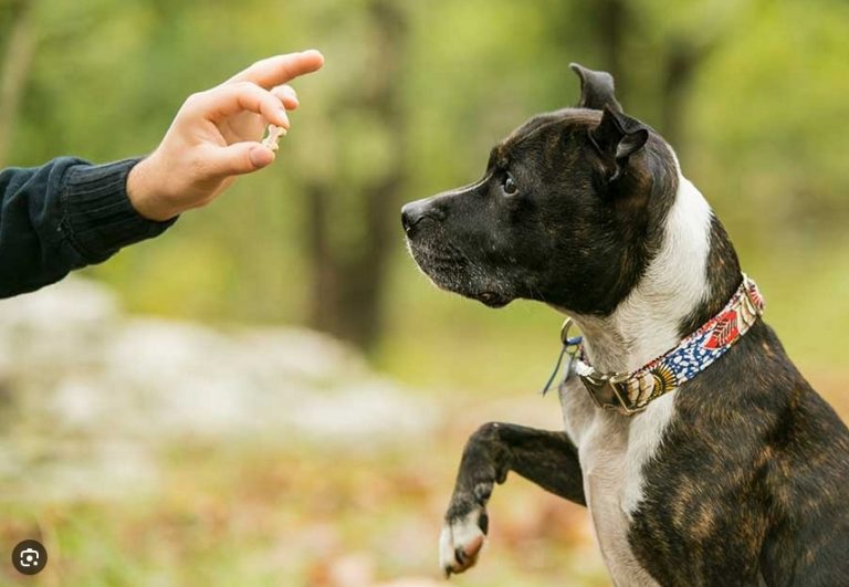 Dog Poop Pickup in Livonia, Michigan